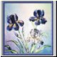 iris.jpg